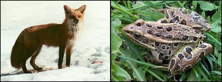 Red Fox, Leopard Frog